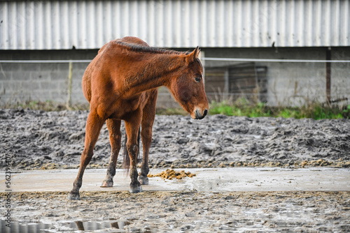 herd of horses enjoying the sun in a muddy paddock photo