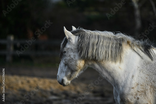 Fototapeta Naklejka Na Ścianę i Meble -  herd of horses enjoying sunshine in muddy pasture