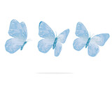 blue watercolor butterflies  hand drawn design