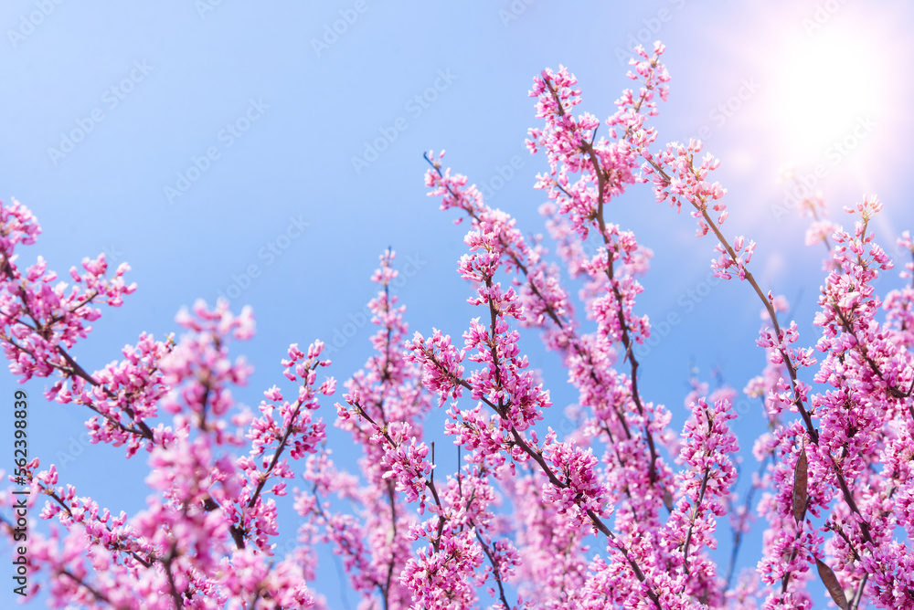Spring tree with pink flowers. Spring border or background art with pink blossom. Beautiful nature scene with blossoming tree and sunlight. Spring tree with pink flowers. Spring border or background art with pink blossom. Beautiful nature scene with blossoming tree and sunlight.