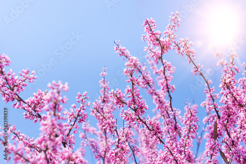 Spring tree with pink flowers. Spring border or background art with pink blossom. Beautiful nature scene with blossoming tree and sunlight.