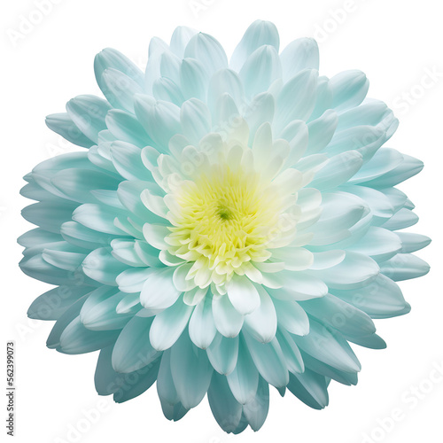 chrysanthemum flower close up marco good for design