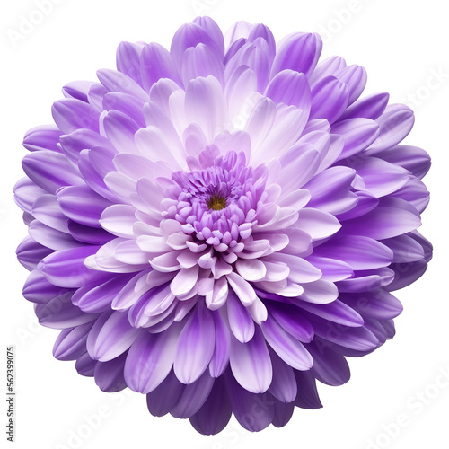 chrysanthemum flower close up marco good for design