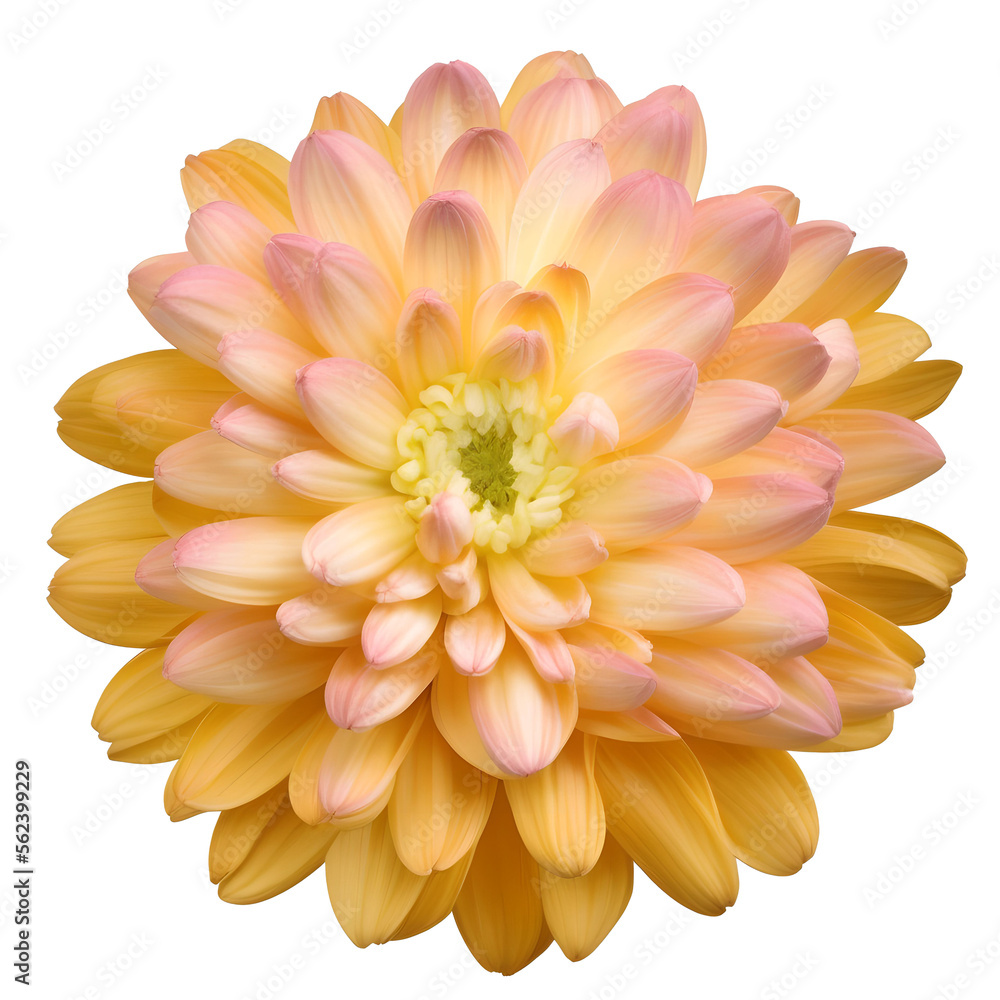 chrysanthemum flower close up marco good for design chrysanthemum flower close up marco good for design
