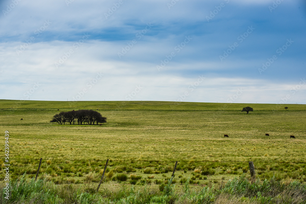 Fototapeta premium Pampas Landscape , La Pampa Province, Patagonia, Argentina.