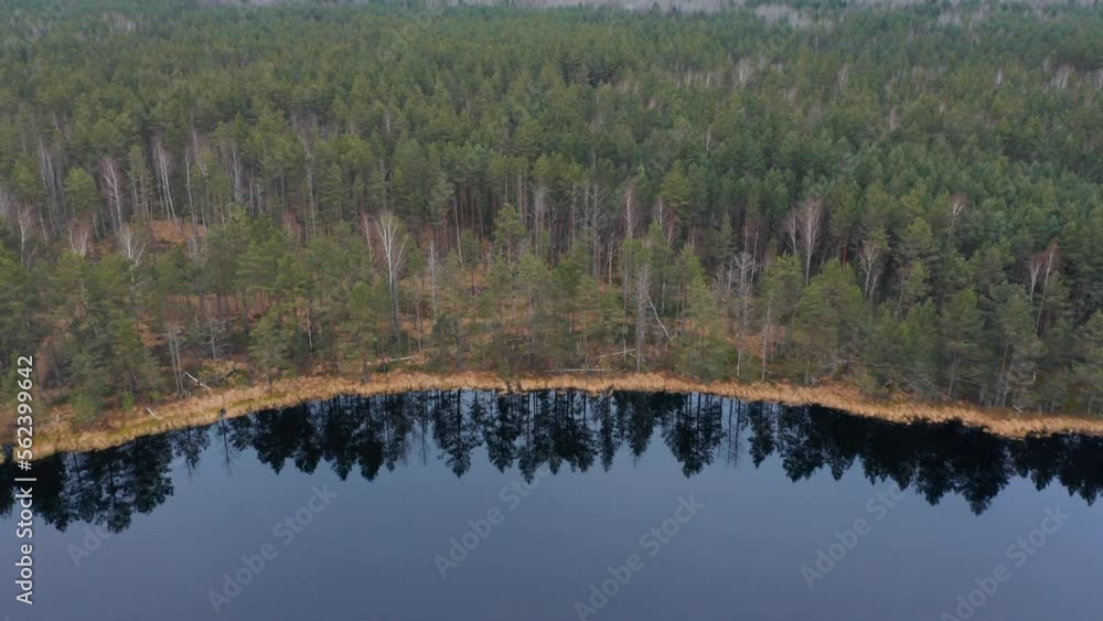 Autumn forest near the lake, pine trees and dark water, aerial view, Belarus, Europe Autumn forest near the lake, pine trees and dark water, aerial view, Belarus, Europe