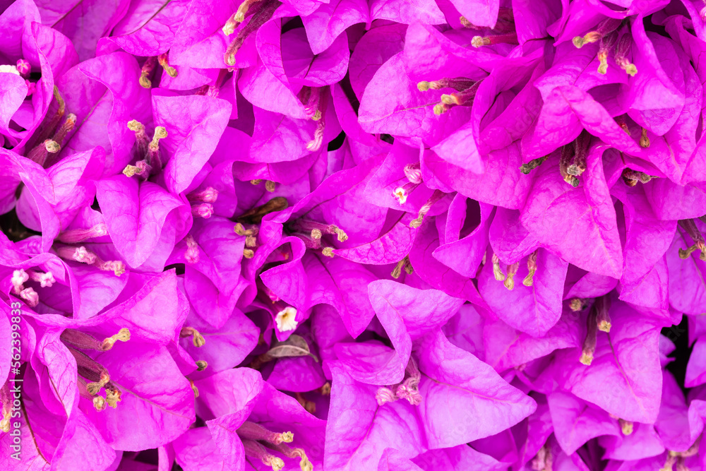 pink bougainvillea, blooming flower, good for background, single focus, blurred pink backdrop