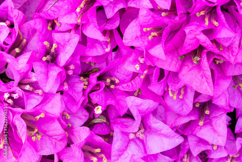 pink bougainvillea  blooming flower  good for background  single focus  blurred pink backdrop