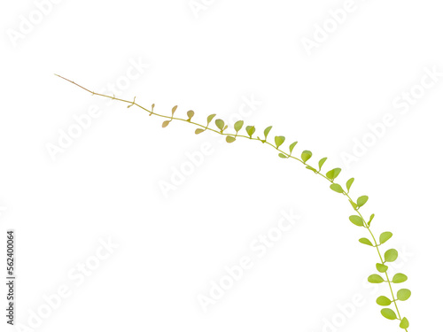 Lens-shaped leaves of button orchid (Dischidia nummularia) or String of Nickles isolated on white background. Dischidia plants grow much like epiphytic orchids, supported by branches and tree trunks. photo