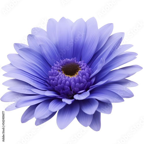 gerbera flower close up marco good for design © slowbuzzstudio