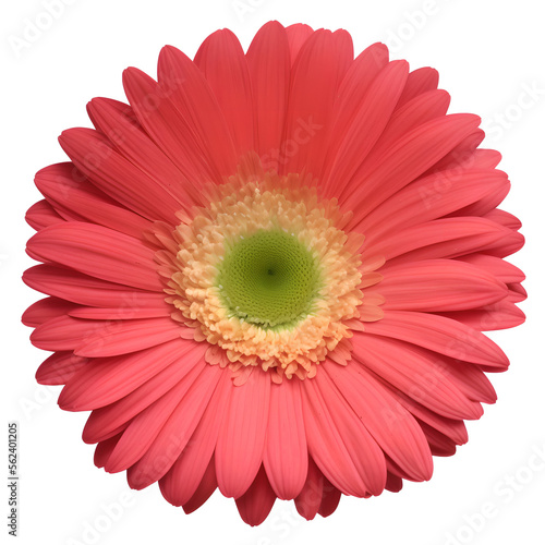 gerbera flower close up marco good for design