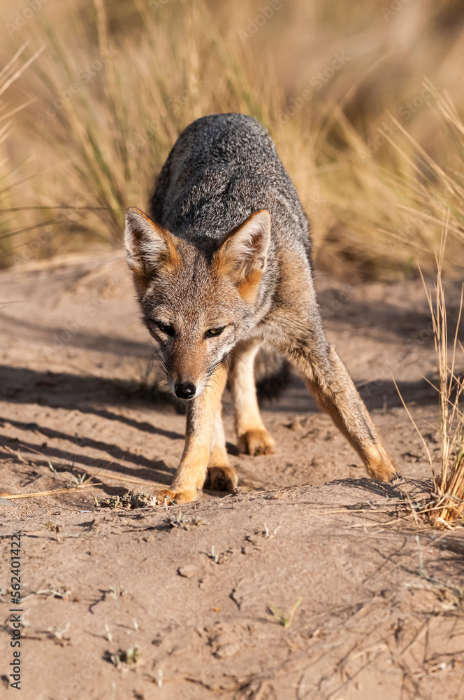 Pampas Grey fox in Pampas grass environment, La Pampa province, Patagonia, Argentina.