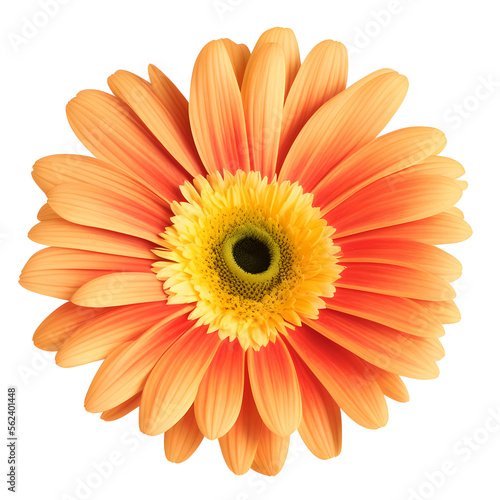 gerbera flower close up marco good for design