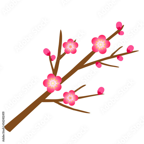 梅の花と蕾と枝