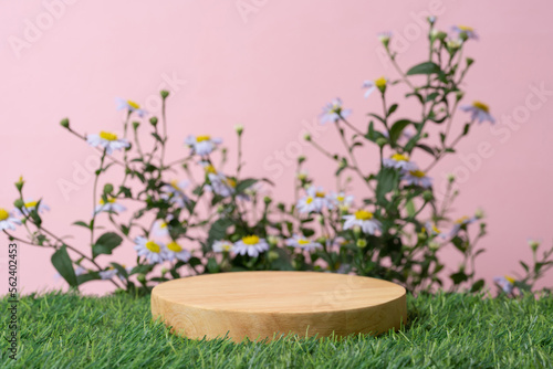wood podium and white daisy flowers on pink background with space.beauty cosmetic skin care advertising stage,luxury romantic love valentines or mother gift, product pedestal platform stand display.