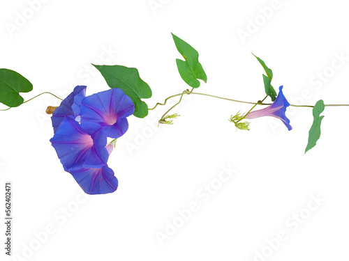 Wild morning glory flowers and leaves tropical plant climbing on twisted jungle liana isolated on white background.