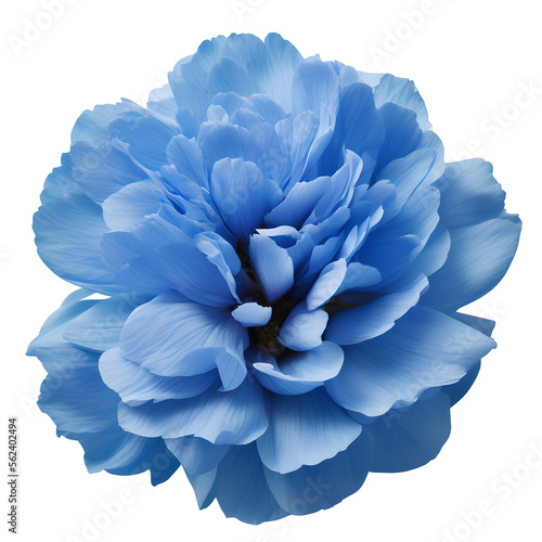 peony flower close up marco good for design