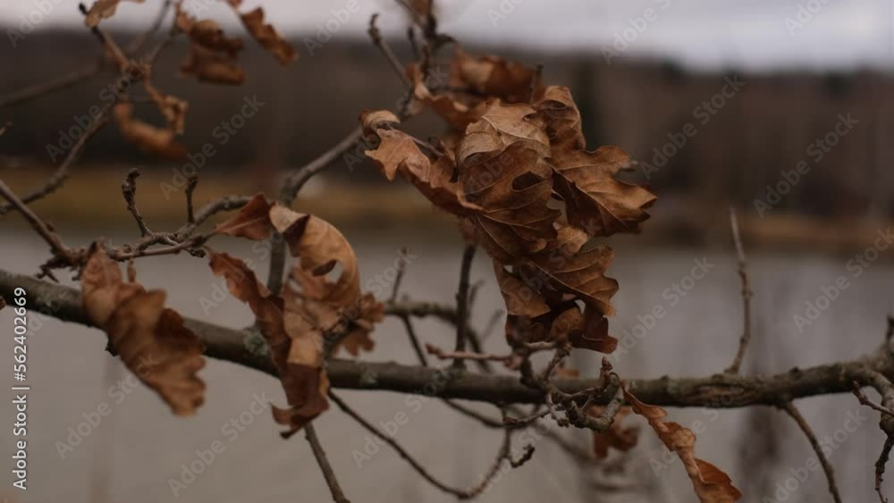 autumn dry leaves on an oak branch in a strong wind close-up autumn dry leaves on an oak branch in a strong wind close-up