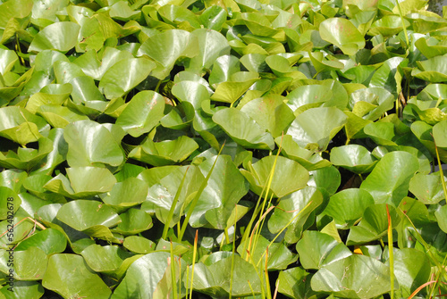 Close Up of Fresh Water Lily Leaves on Industrial Canal
