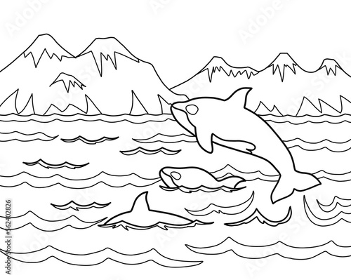 Orca killer whale. Wildlife mammal nature concept.