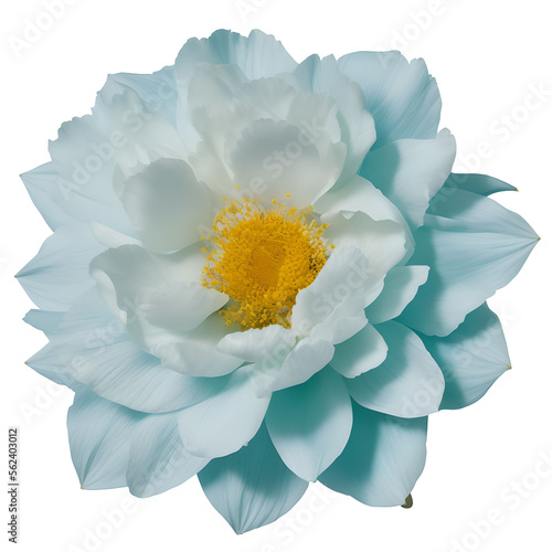 peony flower close up marco good for design