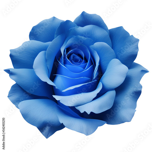 rose flower close up marco good for design