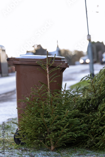 Brown wheelie bin and christmas tree ready for garden waste collection