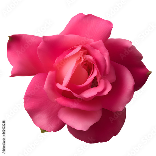 rose flower close up marco good for design