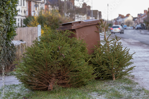 Brown wheelie bin and christmas tree ready for garden waste collection