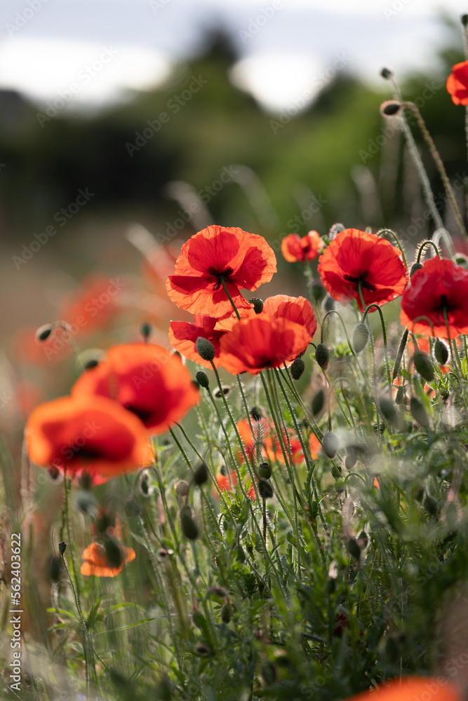 Obraz premium Red poppies in field