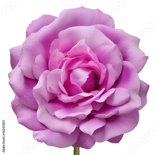 rose flower close up marco good for design