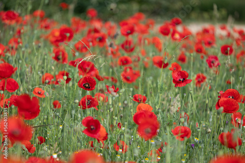 Red poppies in field © Roger