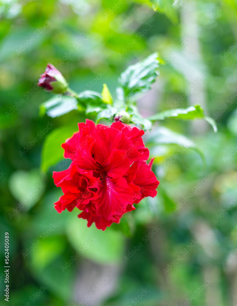 Red Hibicus hybrid, a Shoe flower is beautiful blooming flower green leaf background. Spring growing red Chinese Rose flowers and nature comes alive Red Hibicus hybrid, a Shoe flower is beautiful blooming flower green leaf background. Spring growing red Chinese Rose flowers and nature comes alive