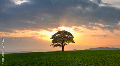 Beautiful landscape with green grass field and lone tree 