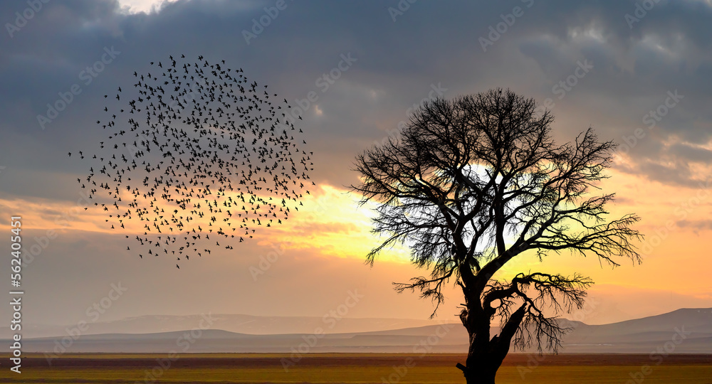 Fototapeta premium Silhouette of birds flying over the lone dead tree at amazing sunset, sun rays in the background