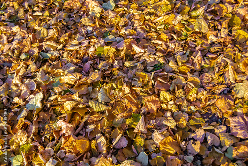Photo on theme autumn abstract background of maple leaves falling on surface