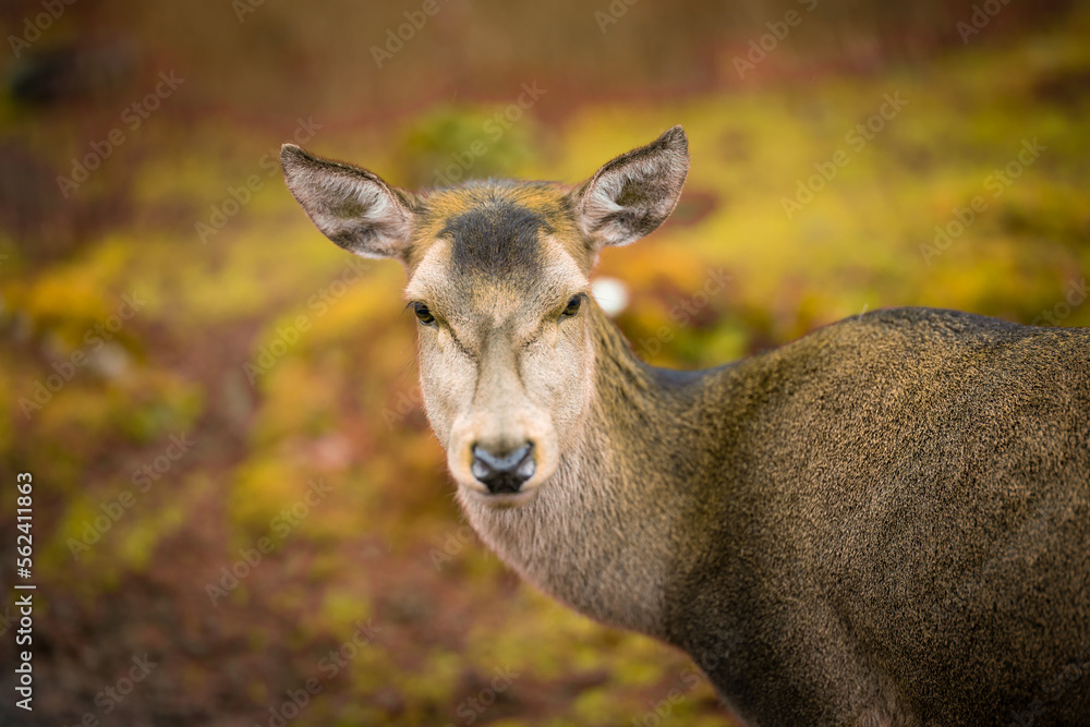 deer in the forest