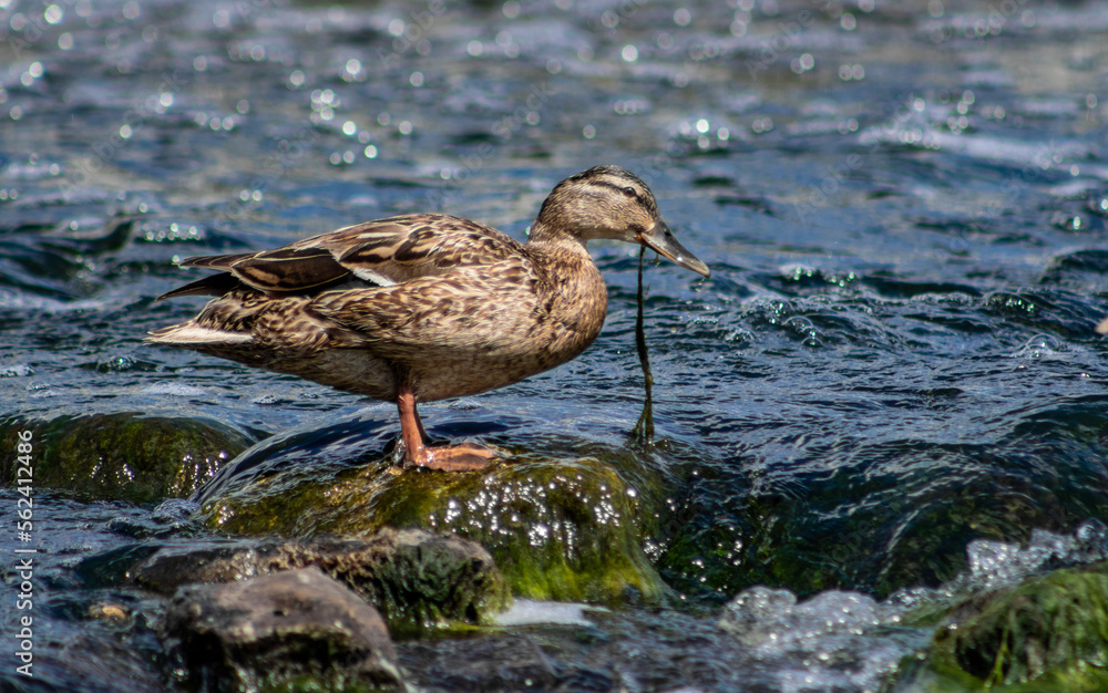 A wild duck sits on a stone in the river. summer nature. A wild duck sits on a stone in the river. summer nature.