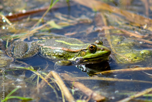 The frog sits on the shore close-up.