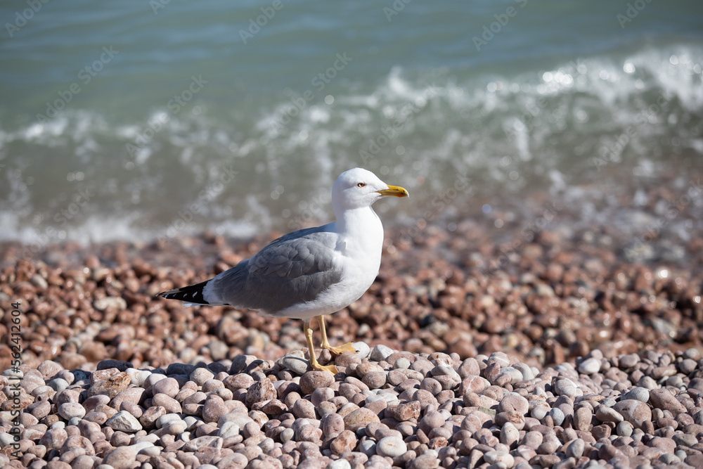 Seagull sits on the beach by the sea. Seagull sits on the beach by the sea.