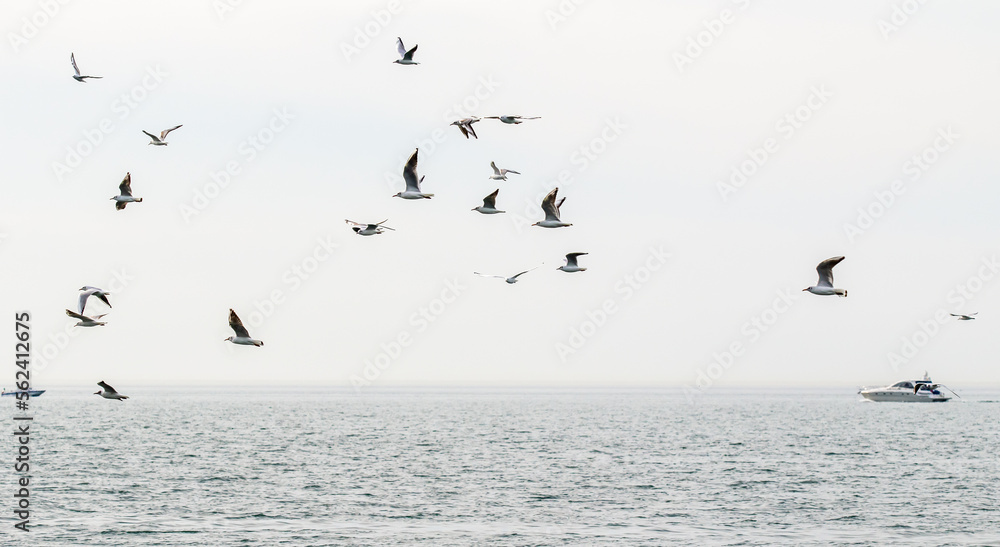 Seagulls fly against the background of the sea and the sky.
