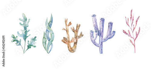 Photography Marine plants and aquatic algae