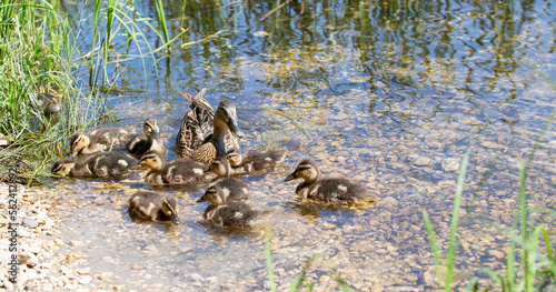 Ducks swim in the river  nature in the pond.