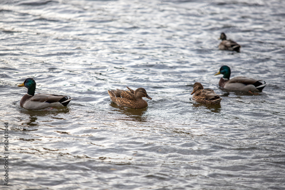 Wild ducks swim in the river, spring nature. Wild ducks swim in the river, spring nature.