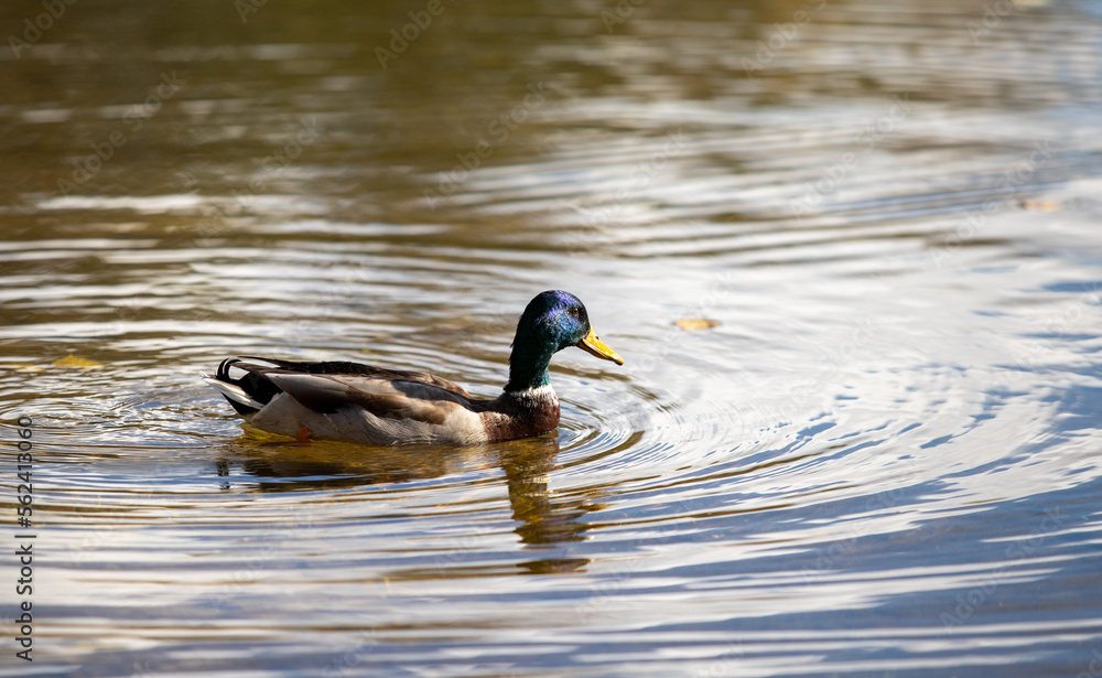 Wild ducks swim in the river, spring nature. Wild ducks swim in the river, spring nature.