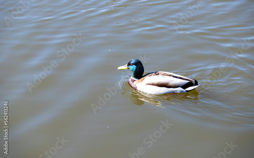 Wild duck swims in the water, nature. © Prikhodko