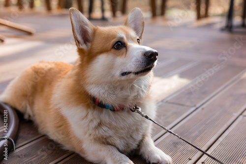 cute corgi dog on a walk in autumn in a coffee shop on the veranda drinking coffee. Dog Friendly Cafe