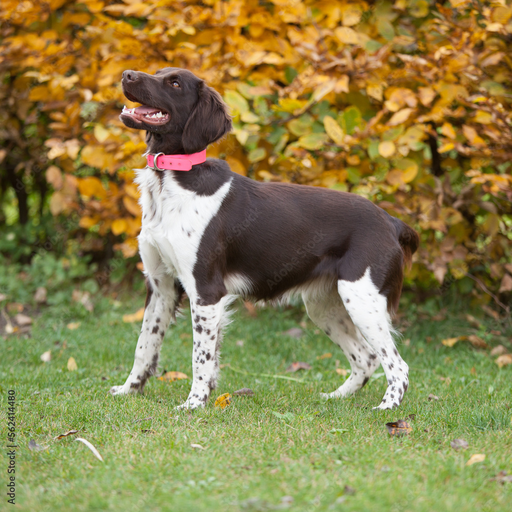 Young Small Munsterlander in autumn