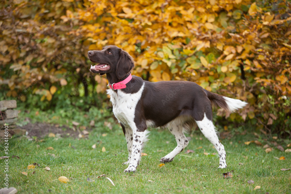 Young Small Munsterlander in autumn