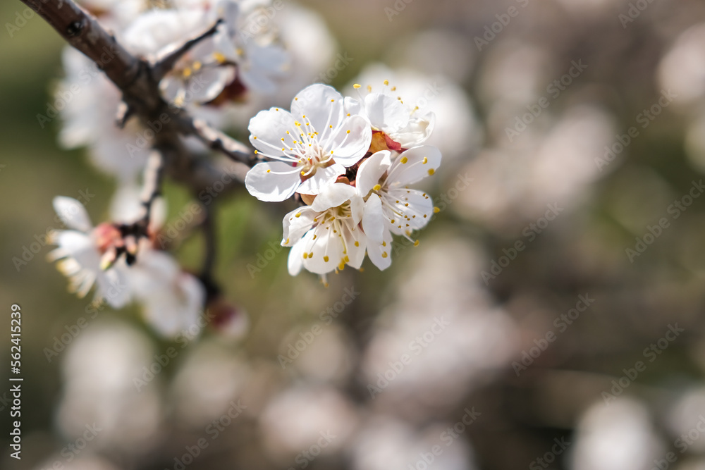 Beautiful apricot tree branch with delicate flowers outdoors. Beautiful apricot tree branch with delicate flowers outdoors.